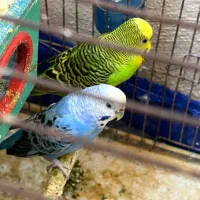 مرغ عشق مولد