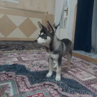 توله سگ هاسکی سیبرین