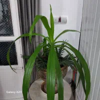 انواع گل آپارتمانی|گل و گیاه طبیعی|نهاوند, |دیوار