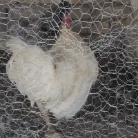 خروس جوان زیبا و سفید رنگ یک ساله