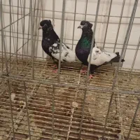 کفتر سینه سیاه|پرنده|مشهد, سجاد شهر|دیوار