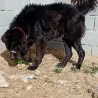 واگزاری سگ نر قهدریجان