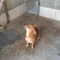 سگ با ادب|سگ|گرگان, |دیوار