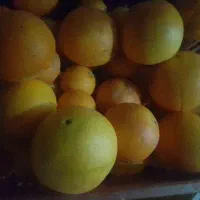 کارگر پرتغال