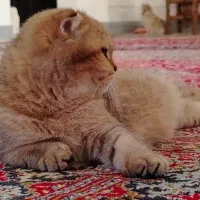 اسکاتیش مانچکین زیبا|گربه|اصفهان, آبشار|دیوار