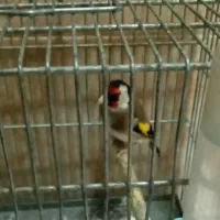 سره متولد قفس دهندار