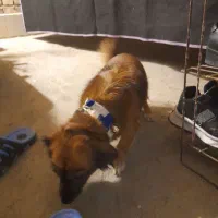 فروشی|سگ|خوانسار, |دیوار