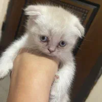 توله اسکاتیش