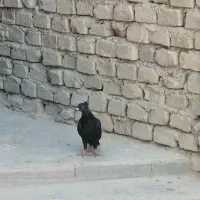 دوتا کبوتر فروشی|پرنده|سراوان, |دیوار
