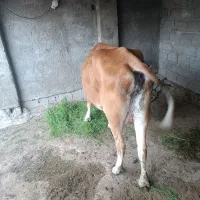 گاو ماده|حیوانات مزرعه|قشم, |دیوار