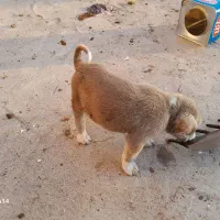 فروش توله سرابی|سگ|سراب, |دیوار