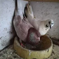 یک جفت کبوتر