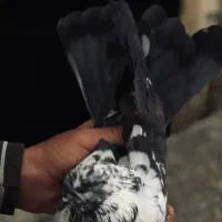 کیوتر|پرنده|انزل, |دیوار