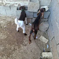 بزدوقلوزا|حیوانات مزرعه|بندر ماهشهر, |دیوار