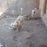 سگ پژدر|سگ|کرمانشاه, |دیوار