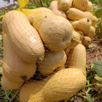 کدو حلوایی داری|خوردنی و آشامیدنی|شیراز, گویم|دیوار