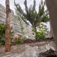 باغ و باغچه ۱۹۰ متری ، سند دار ، معاوضه با خودرو|فروش زمین و ملک کلنگی|تهران, امیریه|دیوار