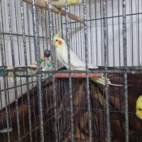 ... یه جفت عروس هلندی