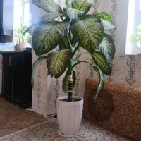 گل دیفن|گل و گیاه طبیعی|ایلام, |دیوار