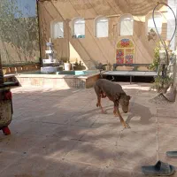 سگ دوبرمن اروپایی