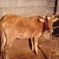 فروش لیشه آس