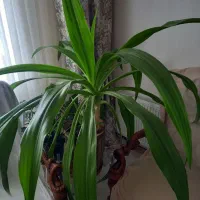 گلِ زیبای دل انگیز