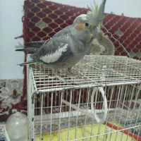 عروس هلندی