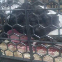 کبوتر|پرنده|مشهد, شهید احمدی روشن|دیوار