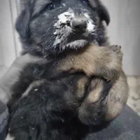 واگذاری تولسگ ژرمن|سگ|اصفهان, آزادان|دیوار