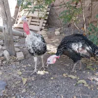 دوعددبوقلمون نر سالم ودرشت خلیل اباد|حیوانات مزرعه|خلیل آباد, |دیوار