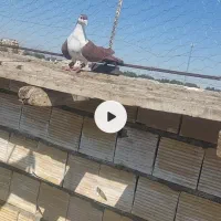 رنگی دم سفید سینه کله