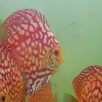 دیسکس کلکسیونی