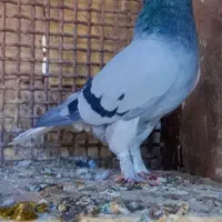 مجسمه کفتر|مجسمه، تندیس، ماکت|زابل, |دیوار