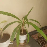 فروش گل|گل و گیاه طبیعی|شیراز, شیشه‌گری|دیوار