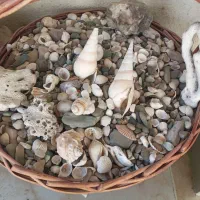 صدف دریایی آکواریومی