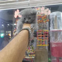 گربه