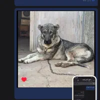 سگ پژدر گم شده