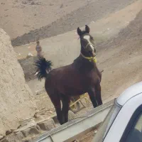 اسب|اسب و تجهیزات اسب‌سواری|بیجار, |دیوار