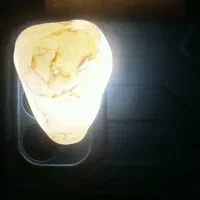 شجر رگ دار آبدار گبری با قدمت ۷۰۰۰ سال|کلکسیون اشیاء عتیقه|بم, |دیوار