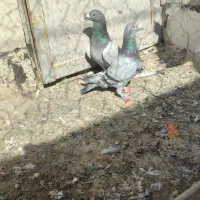 کفتر جفتی|پرنده|شیراز, کرونی(خاتونک)|دیوار