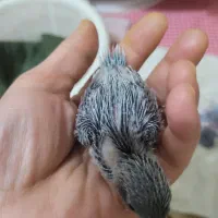 طوطی کوتوله مرغ عشق|پرنده|مشهد, بهمن|دیوار