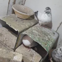 کفتر|پرنده|یزد, |دیوار