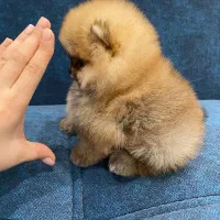 توله سگ پامر خرسی