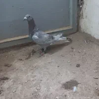 کلاغ . قورگی . دم|پرنده|مشهد, عامل|دیوار