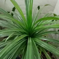 گل پاندانوس|گل و گیاه طبیعی|خلیل آباد, |دیوار