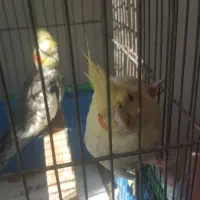 فروش عروس هلندی|پرنده|صومعه‌سرا, |دیوار