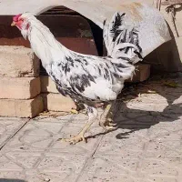 خروس گلین چهل تاج ریشو گپن