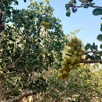 زمین پسته زار ۲۰۰۰ مترمربع ، بفروئیه میبد|فروش دفتر صنعتی، کشاورزی، تجاری|یزد, |دیوار