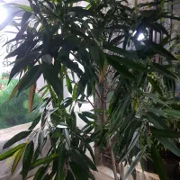 حراج گل و گیاه|حراج|همدان, |دیوار