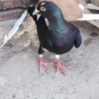 جفت قارا نر سیاه ماده زرد